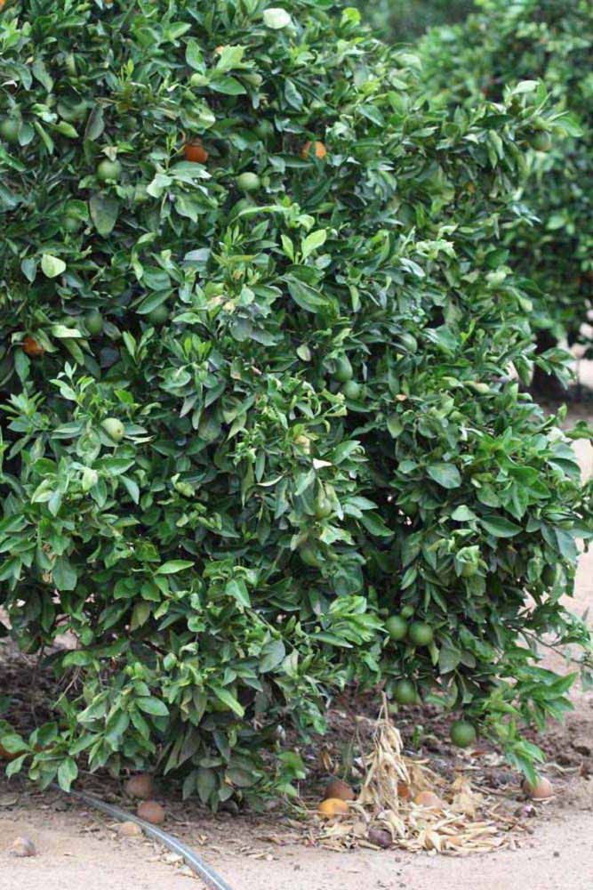            Habit (Riverside, CA)   